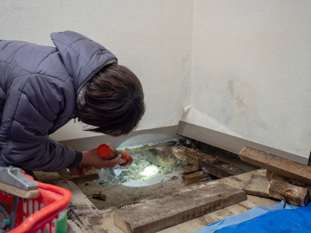 Best Mold Remediation for Healthcare Facilities  in Kemp Mill, MD