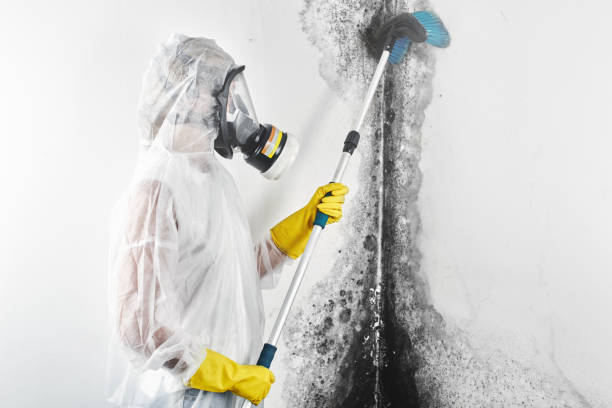 Forensic Mold Investigation in Kemp Mill, MD