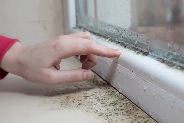 Best Mold Odor Removal Services  in Kemp Mill, MD