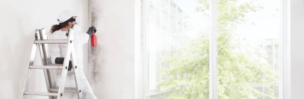 Kemp Mill, MD Mold Removal Company