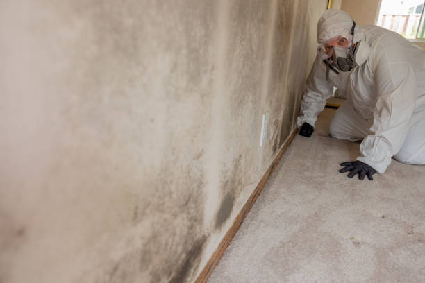 Best Water Damage & Mold Remediation  in Kemp Mill, MD